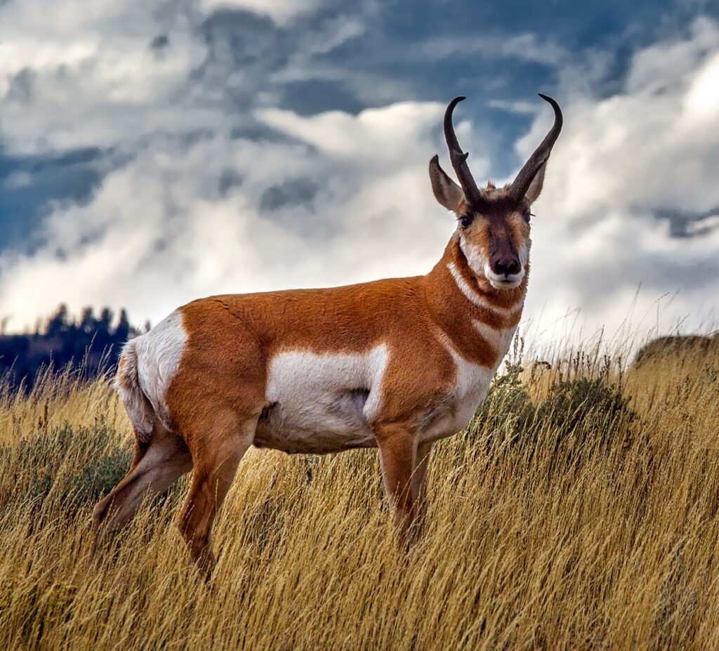 Invest Like A Pronghorn